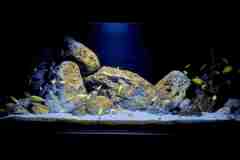 Aquarium-Mbuna-Yellows-300-Liter-402