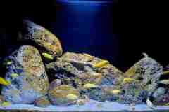 Aquarium-Mbuna-Yellows-300-Liter-403