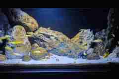 Aquarium-Mbuna-Yellows-300-Liter-404