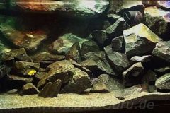 300-Liter-Mbuna-Becken-100