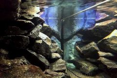 300-Liter-Mbuna-Becken-102