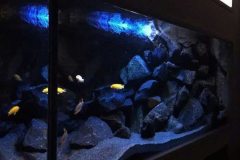 300-Liter-Mbuna-Becken-104