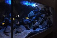 300-Liter-Mbuna-Becken-105