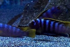 300-Liter-Mbuna-Becken-106