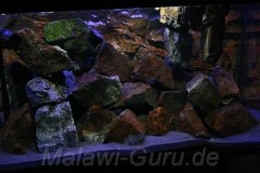 300 Liter Mbuna Becken