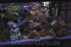 300-Liter-Mbuna/Felszone-Basalt-Aquarium