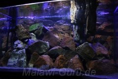 300-Liter-Mbuna-Felszone-Basalt-82