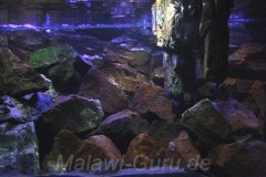 300-Liter-Mbuna-Felszone-Basalt-83