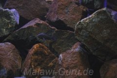 300-Liter-Mbuna-Felszone-Basalt-84