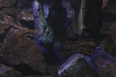 300-Liter-Mbuna-Felszone-Basalt-85