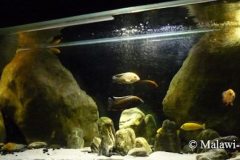 300-Liter-Übergangszone-Aquarium