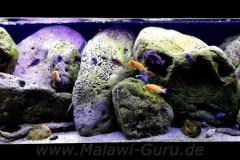 325-Liter-Mbuna-Felszone-400