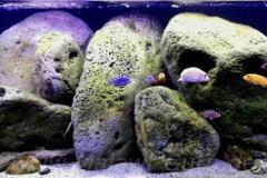 325-Liter-Mbuna-Felszone-401