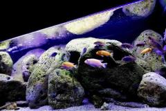 325-Liter-Mbuna-Felszone-402