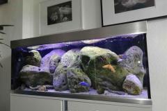 325-Liter-Mbuna-Felszone-403