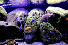 325-Liter-Mbuna-Felszone-404