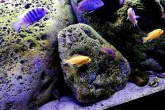 325-Liter-Mbuna-Felszone-405