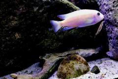 325-Liter-Mbuna-Felszone-415