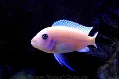 325-Liter-Mbuna-Felszone-417