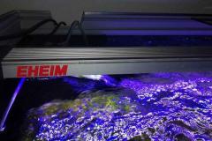 325-Liter-Mbuna-Felszone-419
