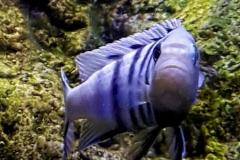 325-Liter-Mbuna-Felszone-425
