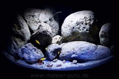 350-Liter-Mbuna-21