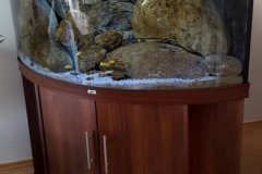 350-Liter-Mbuna-22