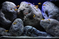 360-Liter-Felszone-Mbuna-Aquarium