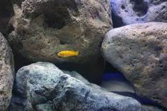 360 Liter Mbuna Becken