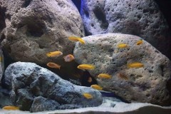 360-Liter-Mbuna-62