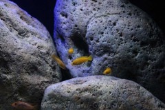 360-Liter-Mbuna-64