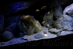 375-Liter-Übergangszone-Aquarium