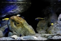 375-Liter-MbunaNonmbuna-80