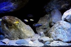 375-Liter-MbunaNonmbuna-81