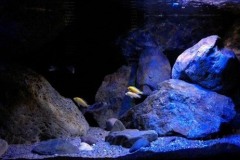 375-Liter-MbunaNonmbuna-85