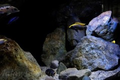 375-Liter-MbunaNonmbuna-86