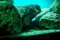 400-Liter-Mbuna-Uebergangszone-11