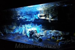 400 Liter aquarium - Nonmbuna&Mbuna Mix