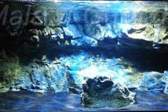 400-Liter-Malawi-Becken-101