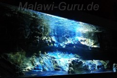 400-Liter-Malawi-Becken-3