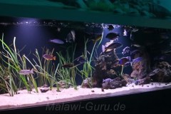 4000-Liter-Übergangszone-Aquarium