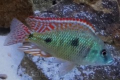 DSC00266