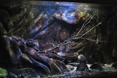 430-Liter-Übergangszone-Aquarium