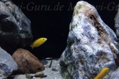 432 Liter Mbuna Becken
