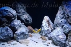 432-Liter-Mbuna-Felszone-200