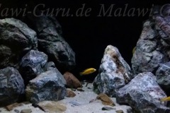 432-Liter-Mbuna-Felszone-201