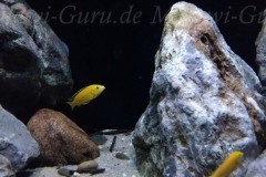 432-Liter-Mbuna-Felszone-207