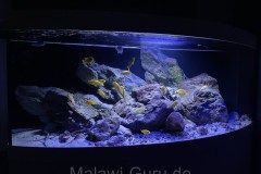 450-Liter-Übergangszone-Aquarium