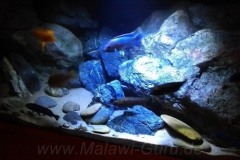 450-Liter-Felszone-Mbuna-Aquarium