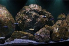 450-Liter-Felszone-Mbuna-Aquarium